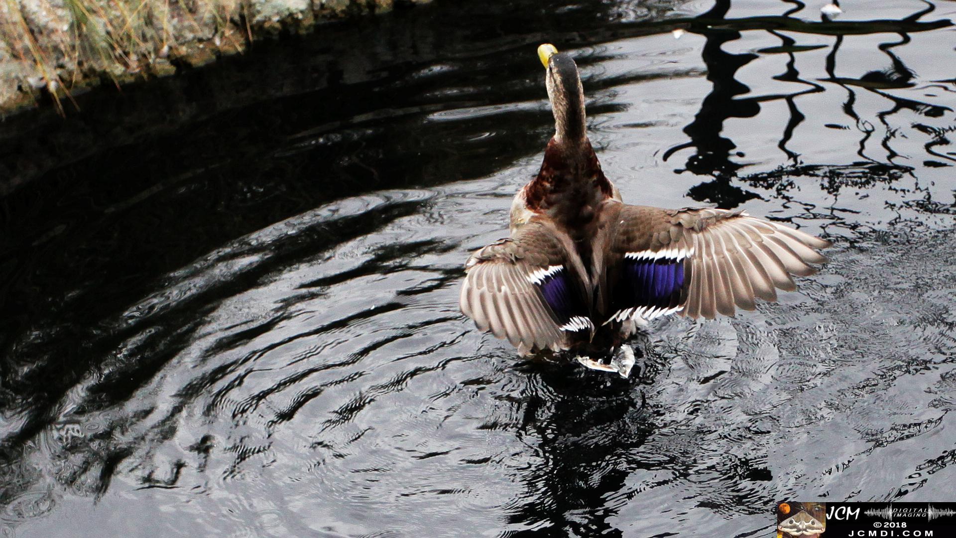 A Duck Flapping at Bridgeport in Saugus, CA